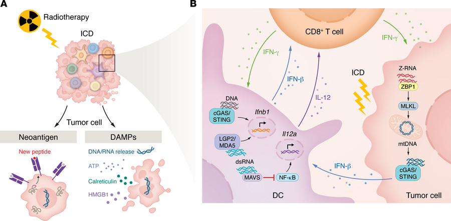 RT-induced innate immune sensing.
(A) RT functions as an in situ vaccine...