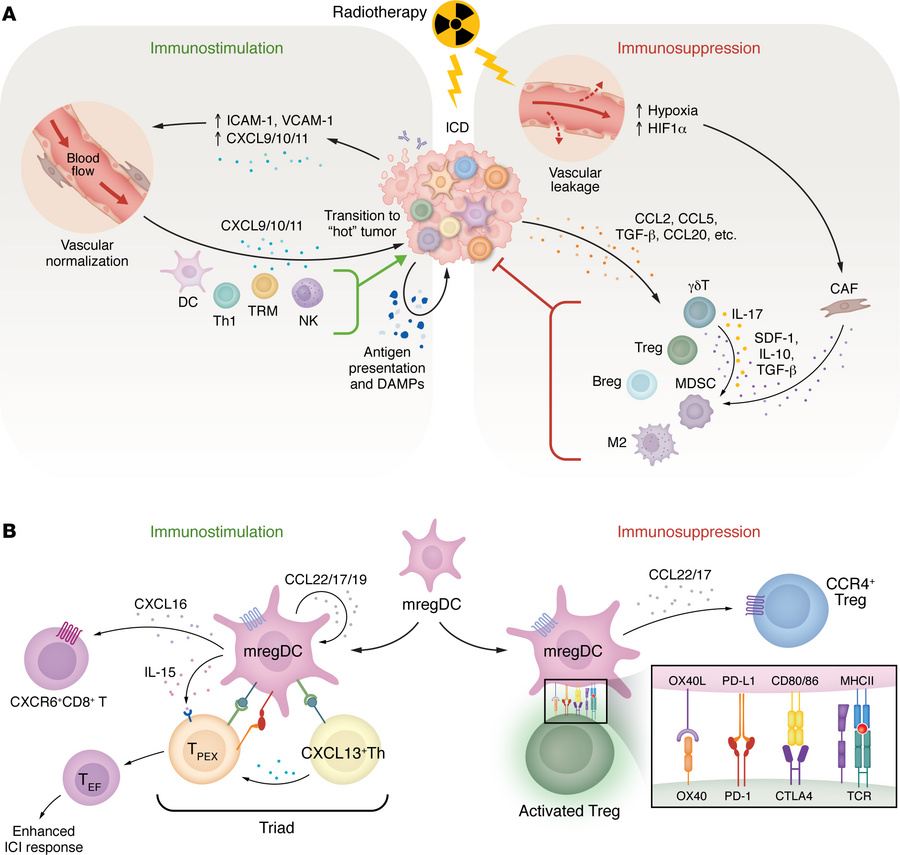 RT-driven TME remodeling.
RT reshapes the TME through multiple mechanism...
