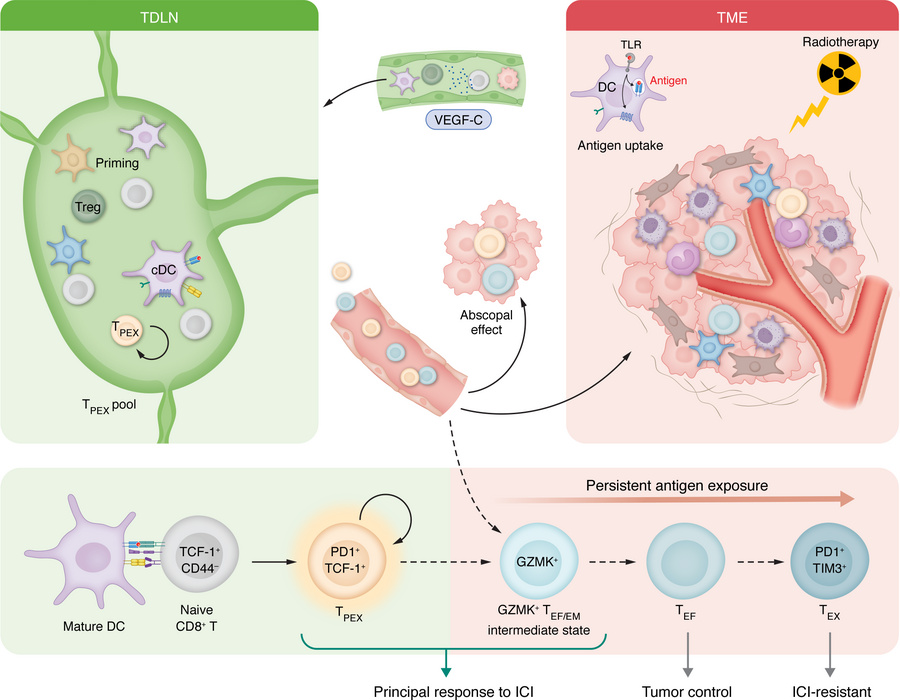 TDLN-orchestrated DC/CD8+ T cell immunity.
The DC/CD8+ T cell axis funct...