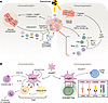 RT-driven TME remodeling.