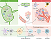 TDLN-orchestrated DC/CD8+ T cell immunity.