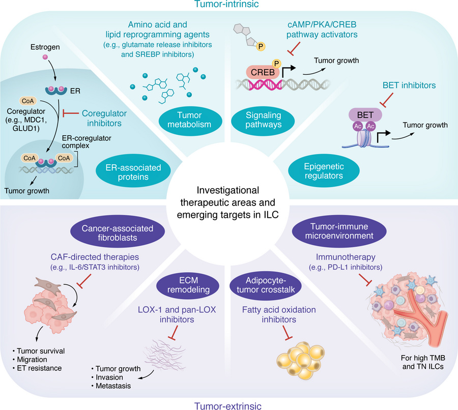 Emerging therapeutic targets in ILC.
The schematic summarizes tumor-intr...