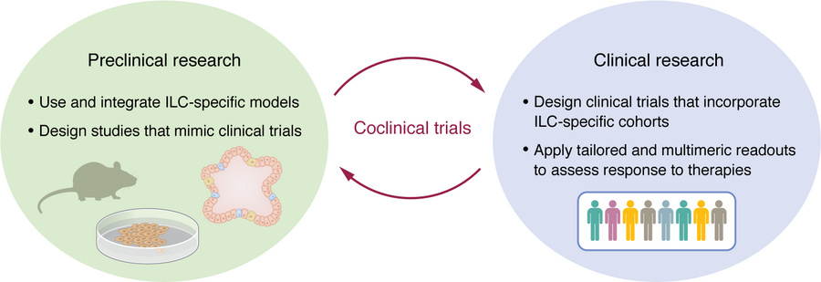 Bridging preclinical and clinical frameworks to accelerate ILC therapeut...