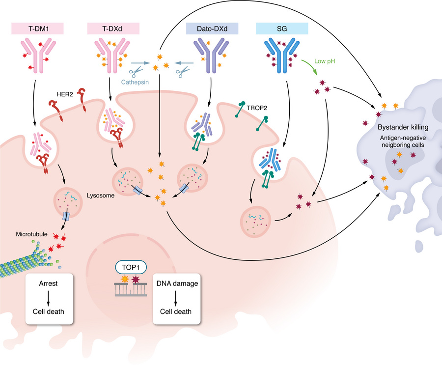 Distinct structural features and mechanisms of action of FDA-approved AD...