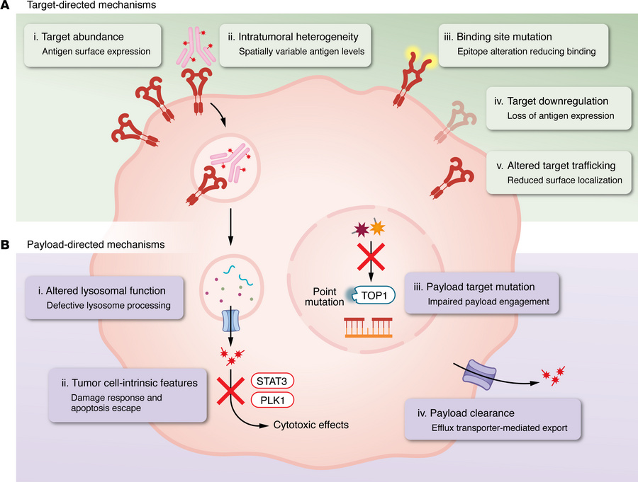 Target- and payload-mediated determinants of ADC response and resistance...