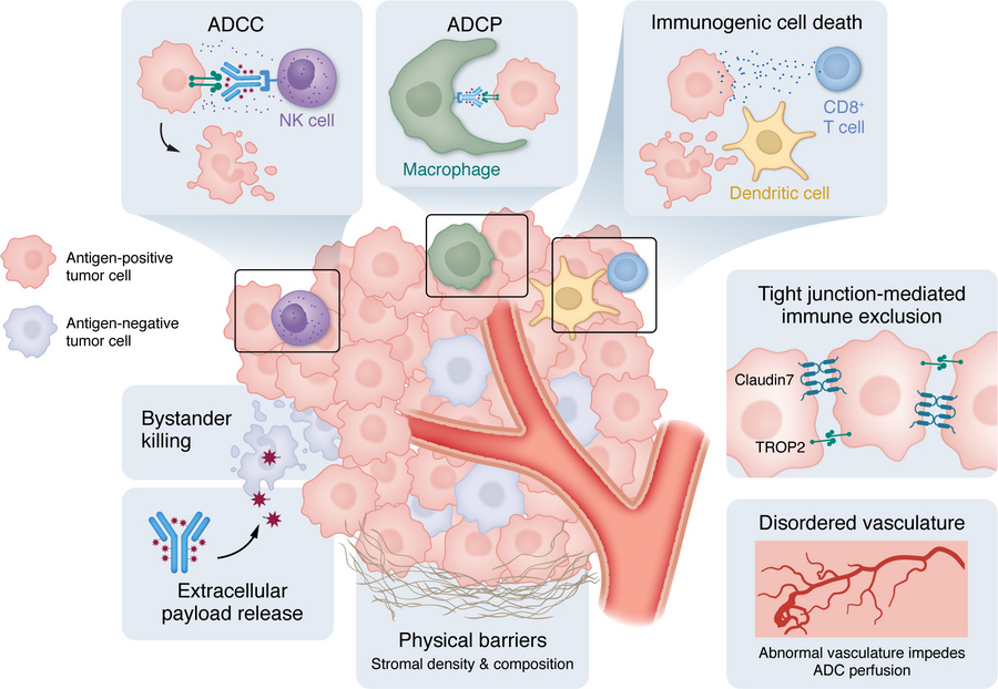Tumor microenvironmental regulation of ADC activity and resistance.
The ...