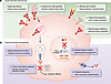 Target- and payload-mediated determinants of ADC response and resistance in