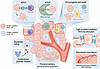 Tumor microenvironmental regulation of ADC activity and resistance.