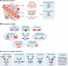 Future generations of ADCs in breast cancer.