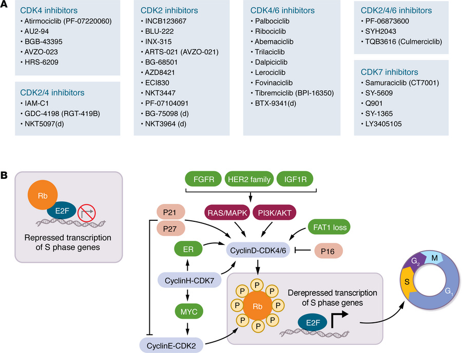 Overview of CDK inhibitors in development and role of the cyclin D–CDK4/...
