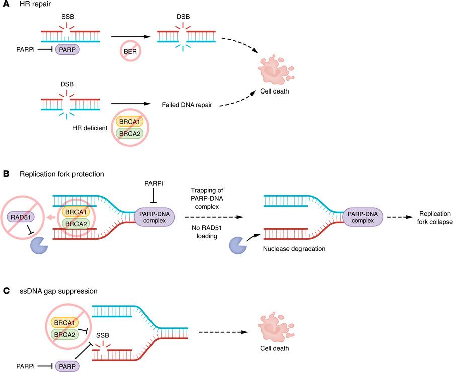 BRCA function in maintenance of genomic stability — lethality with PARP ...