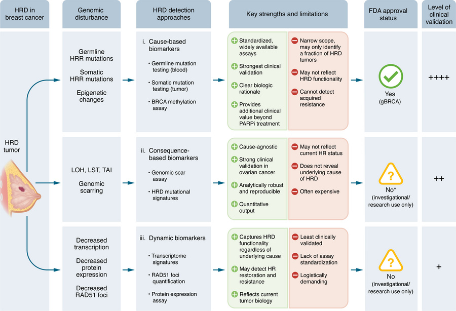 Approaches to HRD detection in breast cancer.
A schematic overview of th...