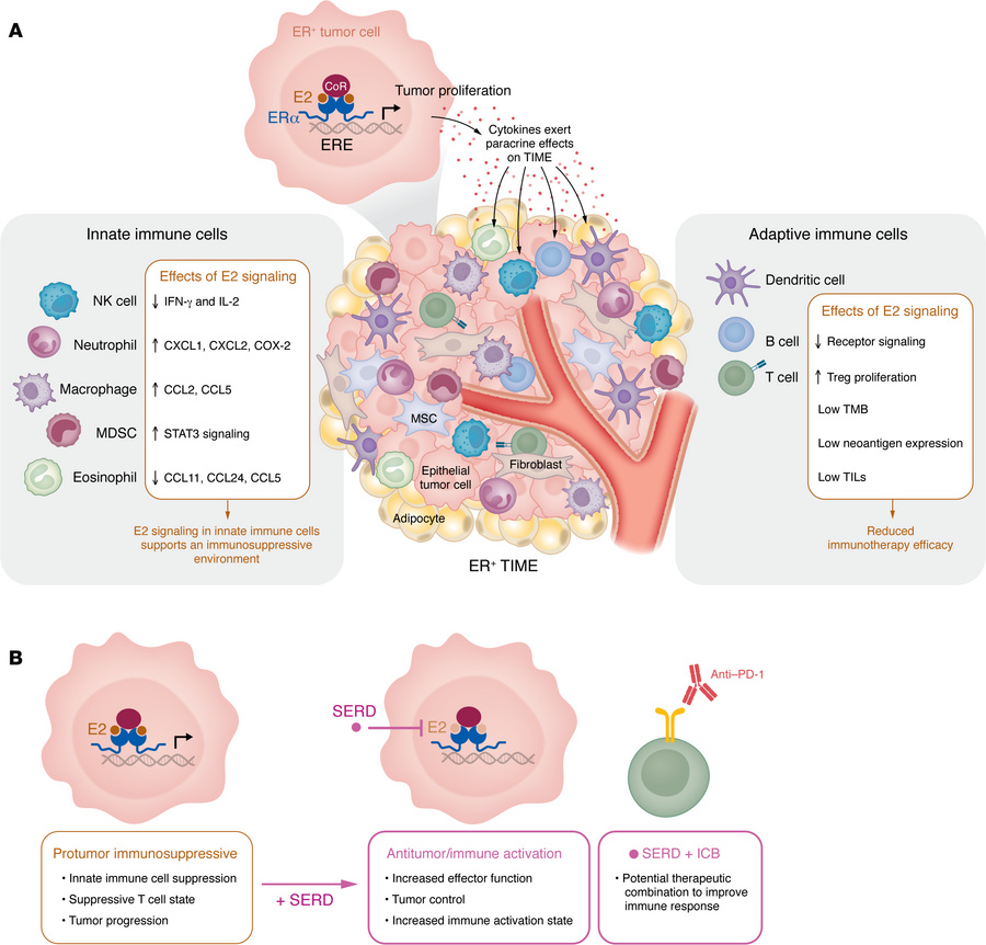 ERα signaling contributes to the immunosuppressive phenotype in ER+ brea...