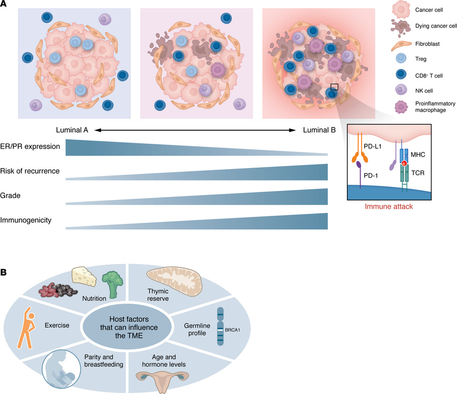 Immunogenicity spectrum within early-stage HR+ BC and host factors that ...