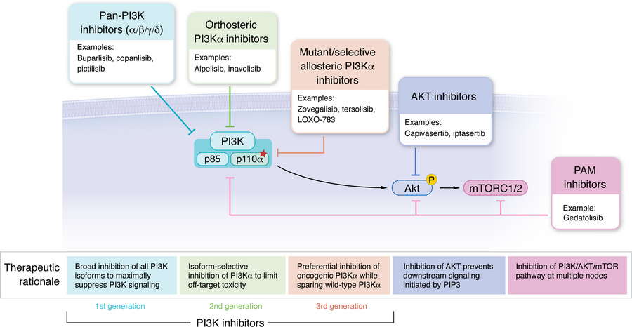 PI3K/AKT/mTOR signaling pathway inhibitors and their sites of action.
Th...