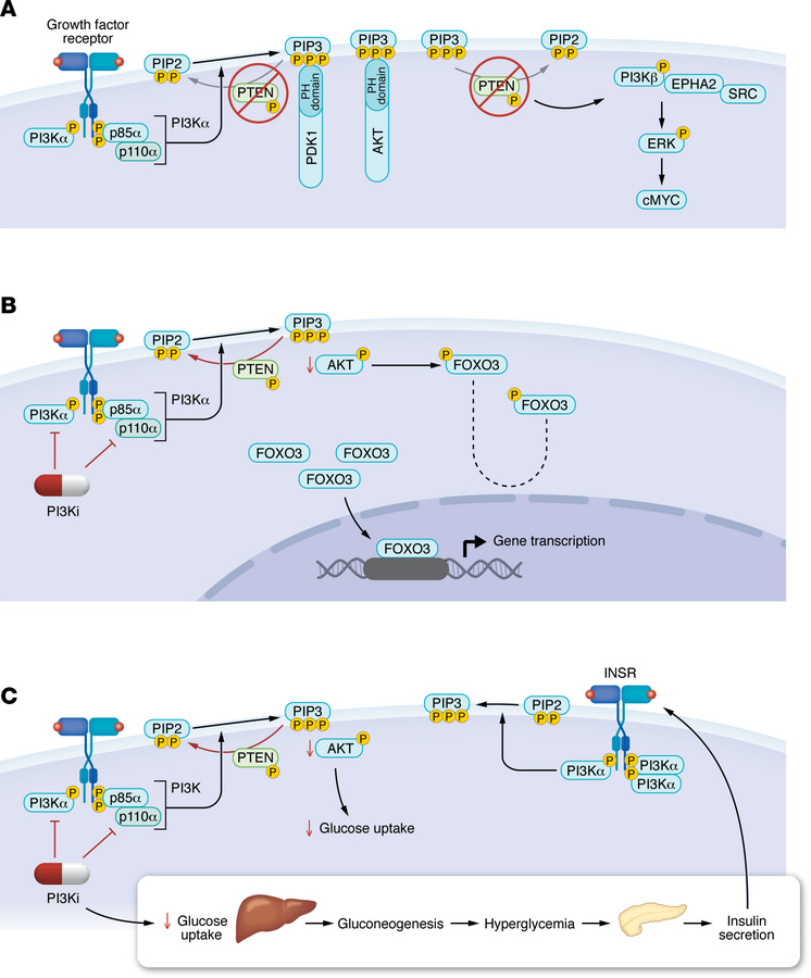 Representative mechanisms of adaptation and resistance to PI3K inhibitor...