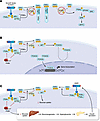 Representative mechanisms of adaptation and resistance to PI3K inhibitors.