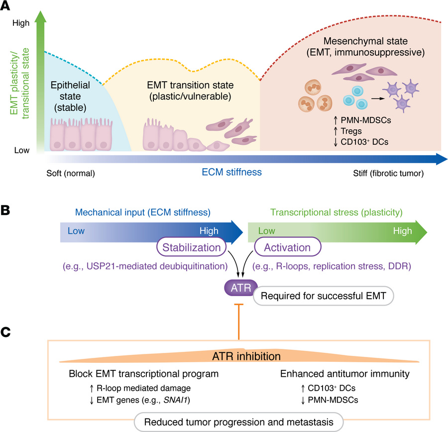 ATR integrates ECM mechanical input and transcriptional stress to regula...