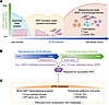 ATR integrates ECM mechanical input and transcriptional stress to regulate