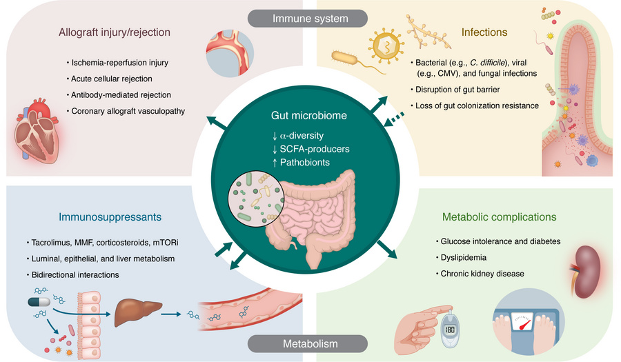 Multidimensional interactions between the gut microbiome and post-HT com...