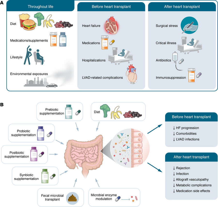 Gut microbiome modulators across the HT continuum and microbiome-targete...