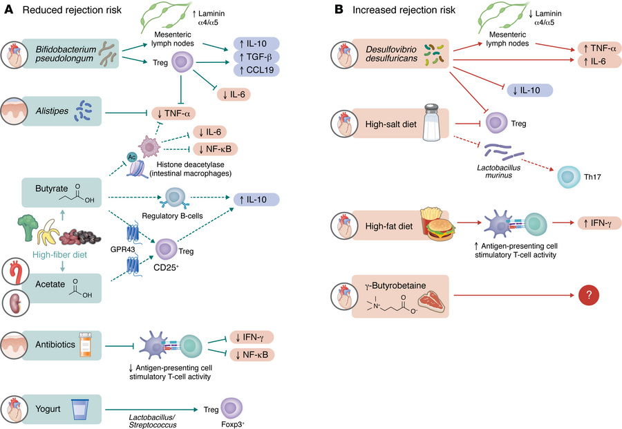 The mechanisms of gut microbiome modulation of alloimmunity and post-tra...