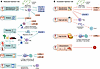 The mechanisms of gut microbiome modulation of alloimmunity and post-transp