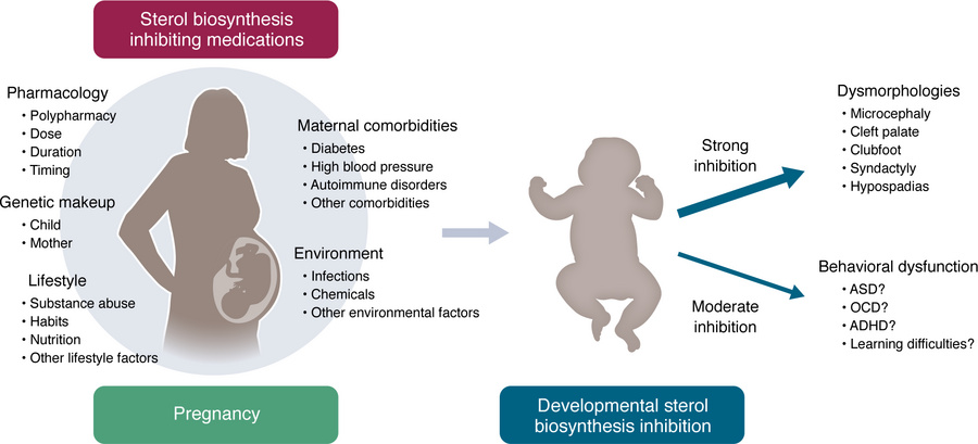 Proposed neurodevelopmental pathophysiology and consequences of developm...