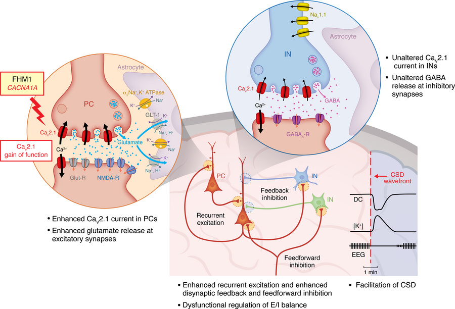 Functional alterations in the cerebral cortex in FHM1 knockin mouse mode...