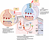 Functional alterations in the cerebral cortex in FHM2 and FHM3 knockin mous