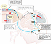 Functional alterations in the trigeminovascular pain pathway in FHM1 knocki