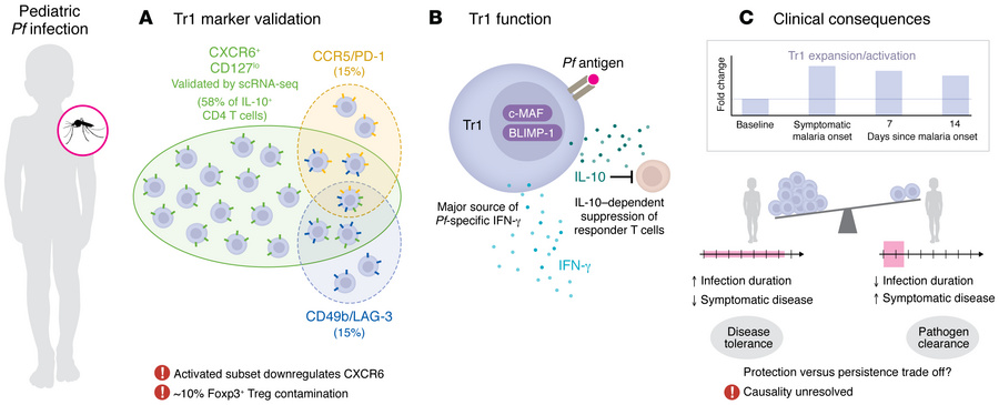 Tr1 cells in human malaria: identification, function, and clinical trade...