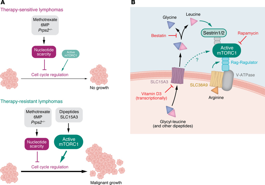 Antimetabolite-resistant lymphomas circumvent the need for nucleotides b...