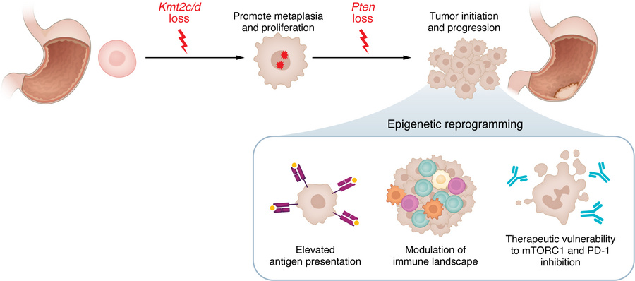 KMT2C and KMT2D are potentially novel tumor suppressors in gastric carci...