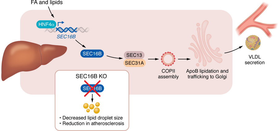 SEC16B maintains hepatic lipid homeostasis by regulating VLDL secretion ...