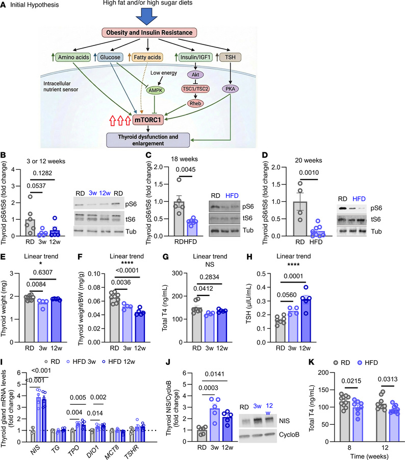 HFD reduces thyroidal mTORC1 activity and circulating T4 without thyroid...