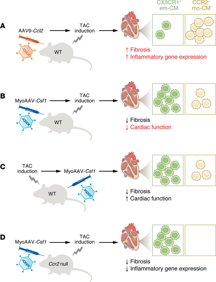 Cardiac macrophages alter cardiac stress responses.
Kasam et al. used ca...