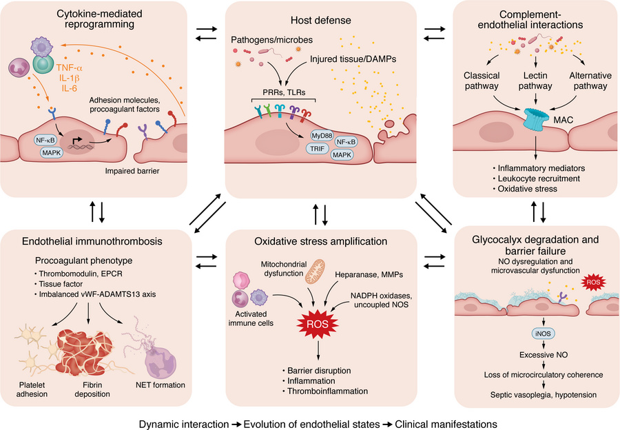Molecular mechanisms and manifestations of sepsis-induced endothelial dy...