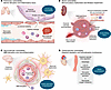 Organ-specific manifestations of endothelial dysfunction in sepsis.