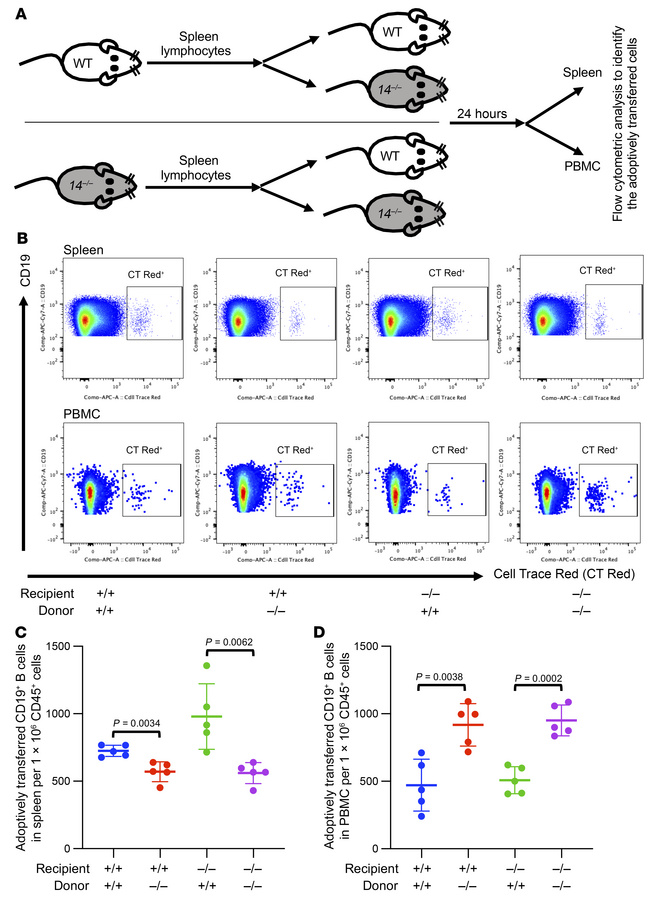 Adoptive transfer of lymphocytes from Galnt14–/– mice demonstrates a def...