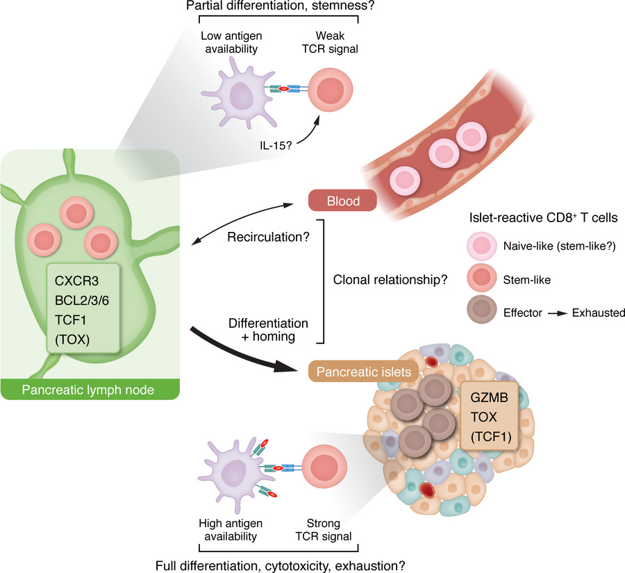 A proposed stemness-to-effector/exhaustion tissue axis in T1D.
PLNs may ...