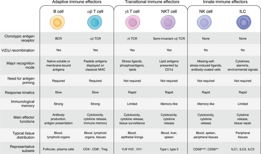 Key features of major lymphoid cell compartments in mammals.
Mammalian l...