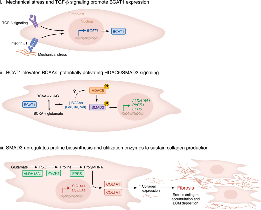 BCAT1 links BCAA metabolism to collagen production.
Takizawa et al. (9) ...