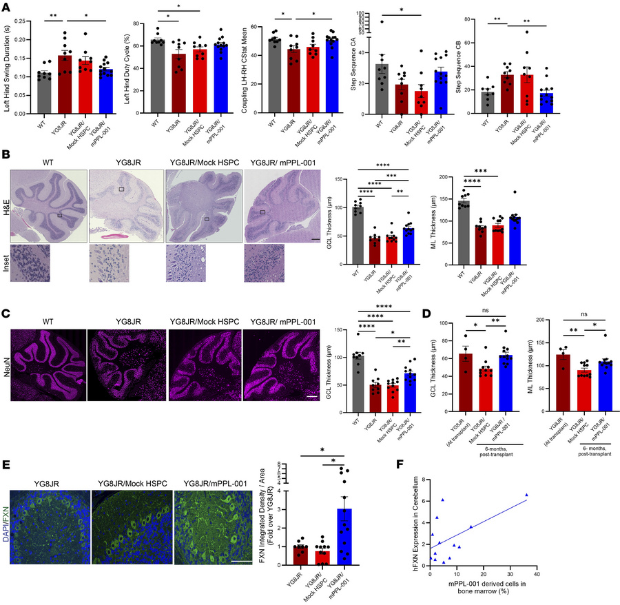 Transplantation of mPPL-001 preserves gait performance and cerebellar ar...
