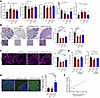 Transplantation of mPPL-001 preserves gait performance and cerebellar archi