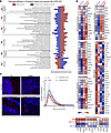 mPPL-001 transplantation partially restores the transcriptomic profile of Y