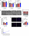 mPPL-001 transplantation improves cardiac architecture and inflammation in