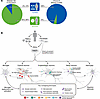 Disease-specific and convergent cellular phenotypes in iPSC-derived models