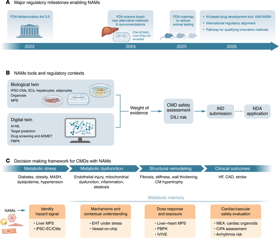Regulatory milestones enabling NAMs and the decision-making framework fo...