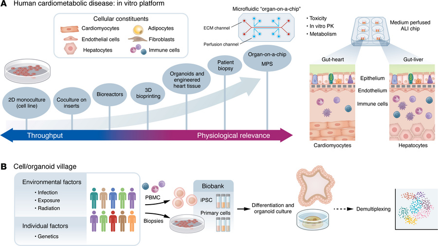 Biological twin platforms for CMD modeling from patient to population le...